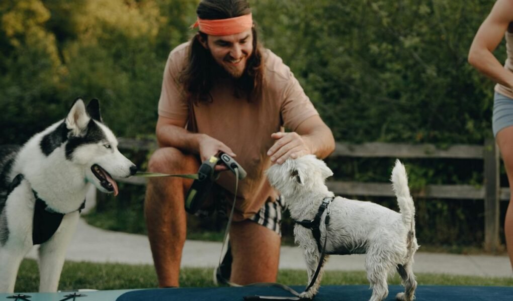 O que fazer com o pet quando for viajar