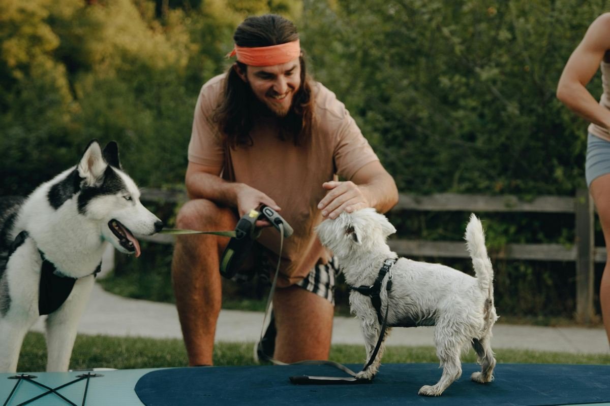 O que fazer com o pet quando for viajar?
